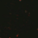 Cellectar Biosciences, Inc. logo